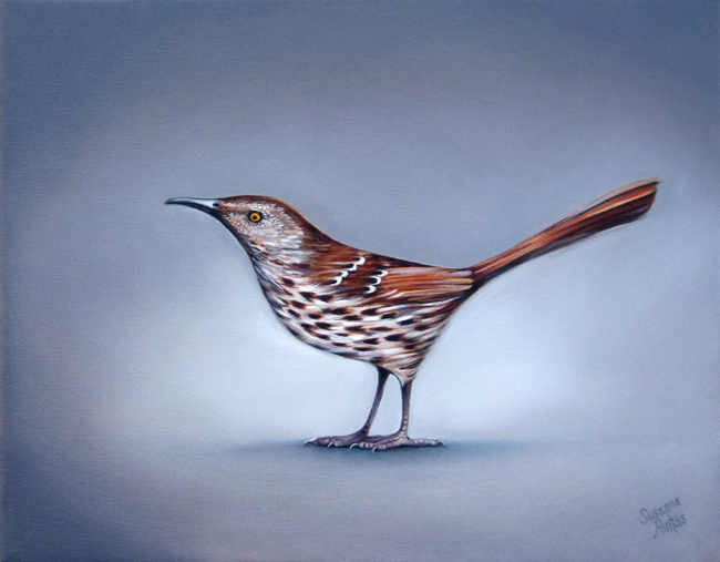 Contemplation: Brown Thrasher by Susanna Pantas